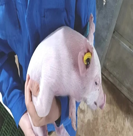 electronic ear tags