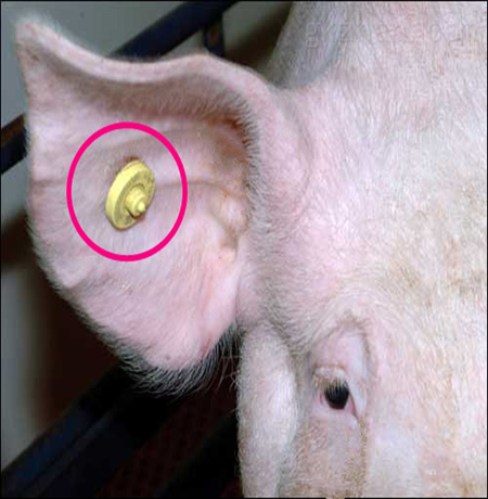 livestock